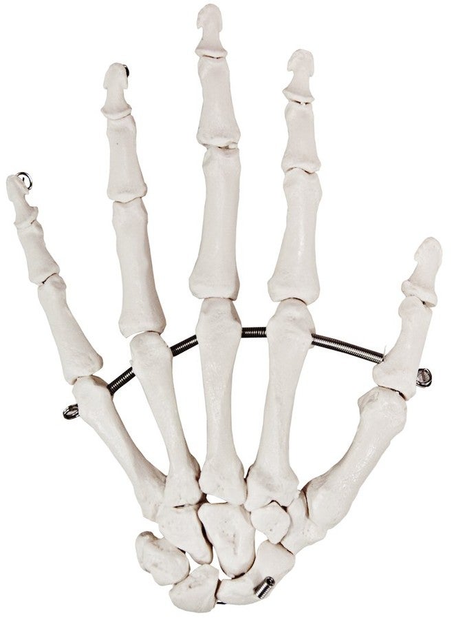 Axis Scientific Skeletal Hand | Left | Fully Articulated Flexible Hand Skeleton is Secured with Quality Wire to Demonstrate Movement | Includes Product Manual - Image 1